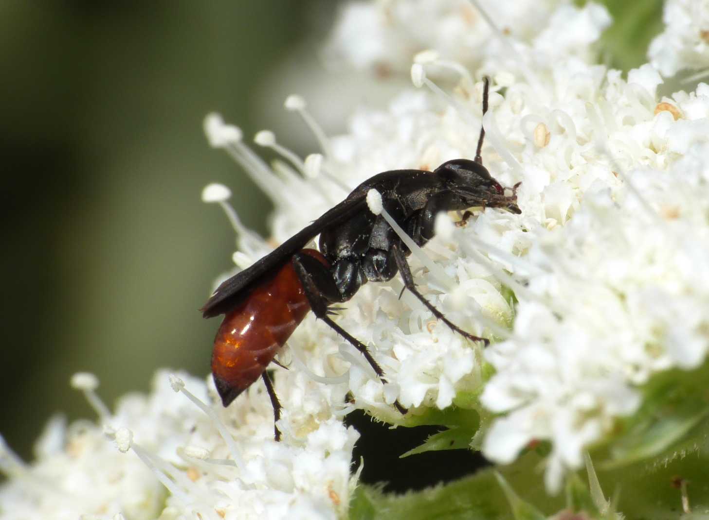 Piccolo Pompilidae dall''addome rosso